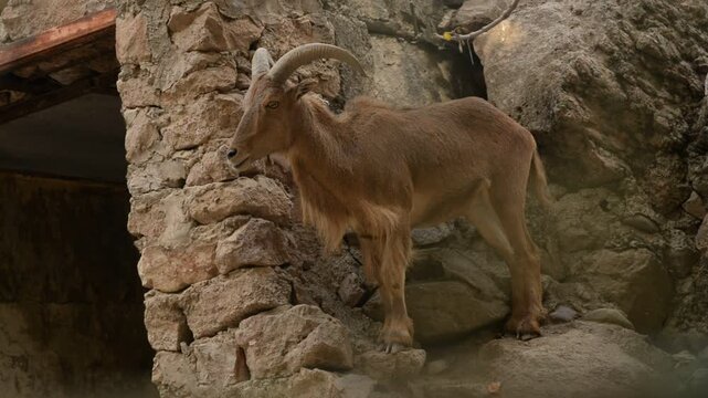 Maned Ram, Ammotragus lervia, artiodactyls mammal animals with horns