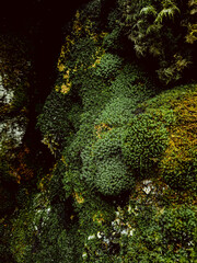 Dense green moss covering natural surface forming soft abstract organic texture background