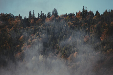Autumn forest landscape in the mountains full of colors on the deciduous trees during the morning
