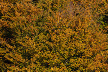 Autumn forest landscape in the mountains full of colors on the deciduous trees