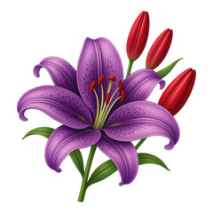 Purple Blooming Lily with Red Buds, Glossy Illustration with Transparent Background