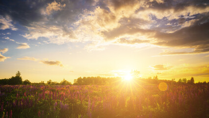 Fototapeta premium Sunrise or sunset on a field with purple lupines on a cloudy sky background in summer. Vintage film aesthetic.