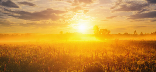 Obraz premium Lupines field bathed in vibrant sunrise glow. Tranquil countryside scene for dreamy landscape background. Serene nature escape or ethereal spring greetings. Vintage film aesthetic.