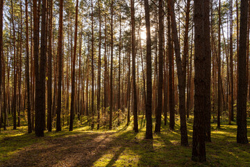 Obraz premium Sunrise or sunset in tall pine forest with long shadows on mossy ground. Nature landscape for tranquility and wilderness. Natural scenic view for wallpaper design.