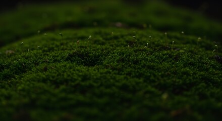 Closeup of vibrant green moss with tiny stalks set against a dark blurred background
