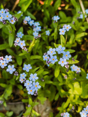 Blue and pink forget me not flowers blooming in green grass. Background.
