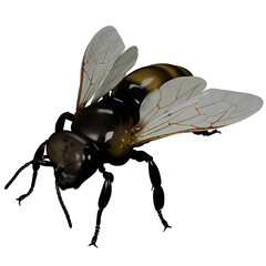 Apis mellifera bee honey