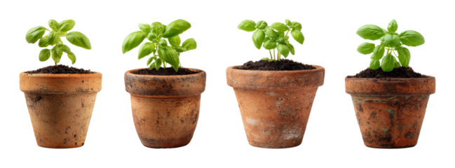 Fresh basil seedling in vintage terracotta pot, growth stages concept, natural light, clean composition, organic farming idea, isolated PNG set with transparent background