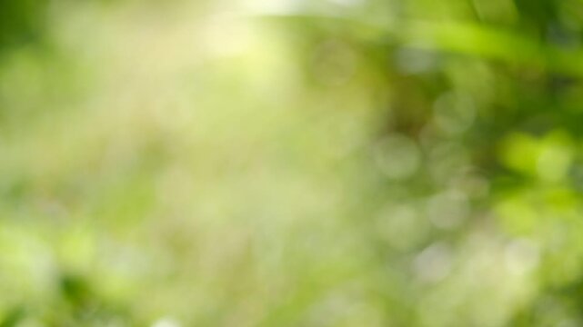 Green bokeh background of tropical leaves softly moving in natural sunlight, perfect for nature and abstract footage.