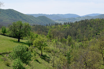 Top view of mountains with dark green coniferous forest landscape in sunny day with blue sky. Aerial nature scene of green trees of mountains, Bulgaria. Adventure travel concept background.