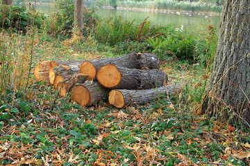 A pile of tree offcuts by the lakw at Bluewater