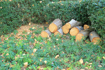 Wooden logs in a woodland scene with holly bushes