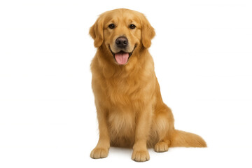 Fototapeta premium Golden retriever dog sitting, smiling, looking at camera, happy pet animal with transparent background