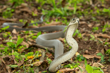 The feared Black Mamba (Dendroaspis polylepis) raising its head in a defensive pose – Africa’s deadly venomous snake