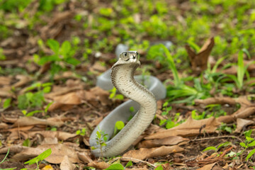 The feared Black Mamba (Dendroaspis polylepis) raising its head in a defensive pose – Africa’s deadly venomous snake