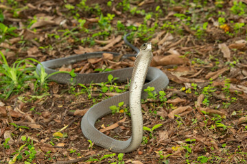 The feared Black Mamba (Dendroaspis polylepis) raising its head in a defensive pose – Africa’s deadly venomous snake