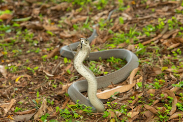 The feared Black Mamba (Dendroaspis polylepis) raising its head in a defensive pose – Africa’s deadly venomous snake