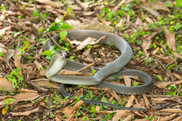 The feared Black Mamba (Dendroaspis polylepis) raising its head in a defensive pose – Africa’s deadly venomous snake