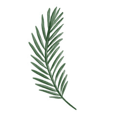 Pine branch illustration in watercolor style with soft green needles and natural texture. Ideal for Christmas cards, winter patterns, packaging, invitations, and festive design projects.