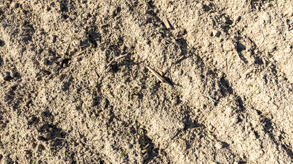 Traces of agricultural machinery on an agricultural field after harvesting turnips.