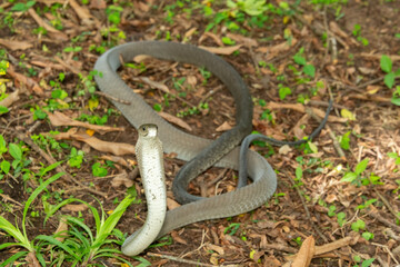 The feared Black Mamba (Dendroaspis polylepis) raising its head in a defensive pose – Africa’s deadly venomous snake