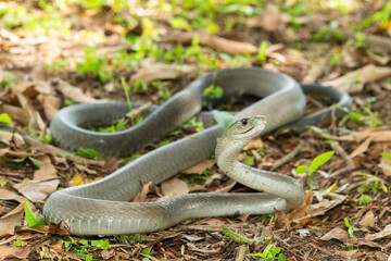 The feared Black Mamba (Dendroaspis polylepis) raising its head in a defensive pose – Africa’s deadly venomous snake