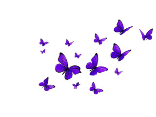 Purple butterflies flying in air isolated on a transparent background