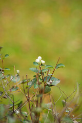 Autumn park. People are walking in the autumn park. Autumn yellow leaves.