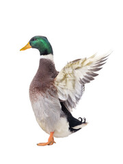  duck with spread wings isolated on white background