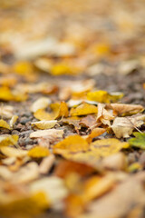 Autumn landscape, autumn park, autumn city from above, view from a Ferris wheel of an autumn park, autumn leaves, handmade wooden figures, animals carved from wood