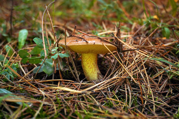 A brown mushroom rises amid fallen pine needles and green plants in a forest clearing. The warm colors of autumn surround the solitary fungus, creating a peaceful scene