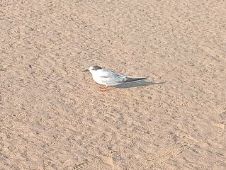 A common tern on the beach