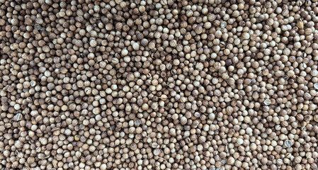Coriander Seeds Texture Background, Cilantro Grains Pattern, Chinese Parsley Seed Banner, Dry Spices
