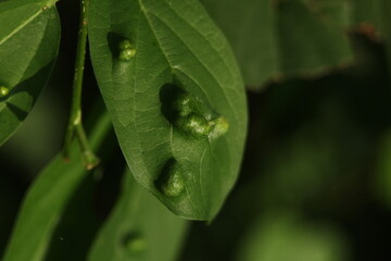 Close-up of Plant Leaf Covered with Insect Galls or Swellings
