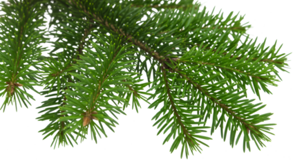 Close-up detailed shot of lush green fir tree branches against a dark backdrop