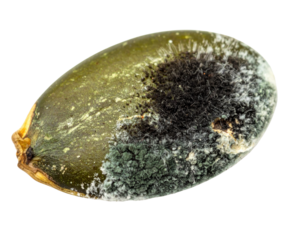 A close-up of a moldy seed, showcasing green and black fungal growth that represents decay and biological processes.