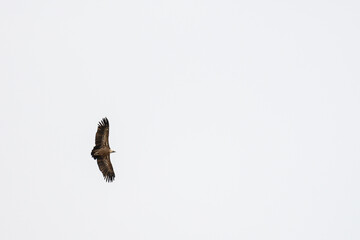 Majestic vulture soaring high against a vast sky