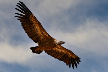 Griffon Vulture or Gyps fulvus in flight.