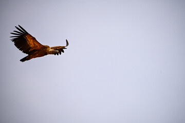 Griffon Vulture or Gyps fulvus in flight.