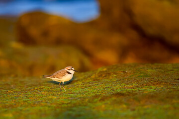 Kentish Plover or Charadrius alexandrinus, looking for food.