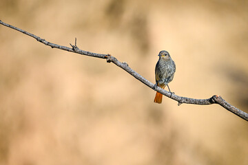 Black Redstart or Phoenicurus ochruros, perched on a twig.
