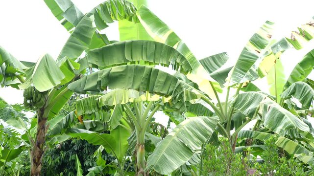 Lush Green Tropical Banana Trees with Large Leaves Under Bright Sunshine in a Vibrant Natural Environment