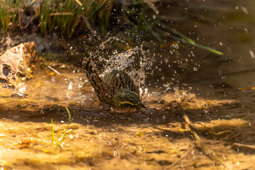Common Bunting or Emberiza cirlus, preparing its bath.