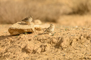 Chilling Sparrow or Petronia petronia, perched on a stone.