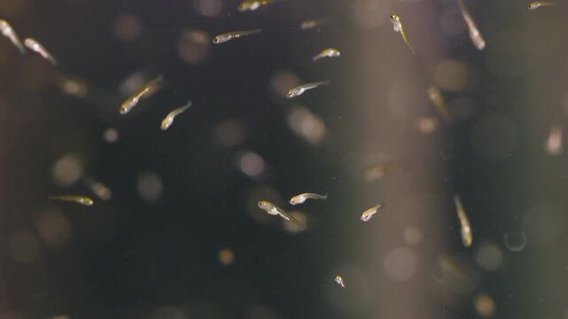 Scientific macro slow motion footage of koi and tilapia fry swimming in hatchery aquarium, representing aquaculture, freshwater biology, ecology balance and natural breeding observation