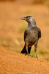 Western Jackdaw or Coloeus monedula, passerine bird of the Corvidae family.