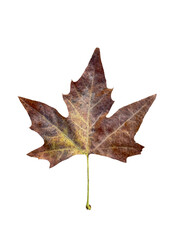 This high-quality, isolated photograph features a single, perfectly shaped dry leaf, likely from a Plane Tree (Platanus), in the rich brown, yellow, and golden-brown tones characteristic of late autum