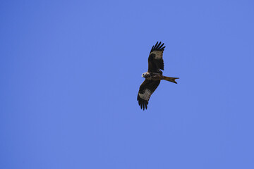 Red kite soaring against a vibrant blue sky