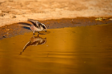 Myth or Aegithalos caudatus, reflected in the golden spring.