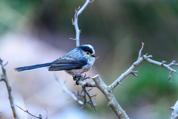 Myth or Aegithalos caudatus, perched on a twig.